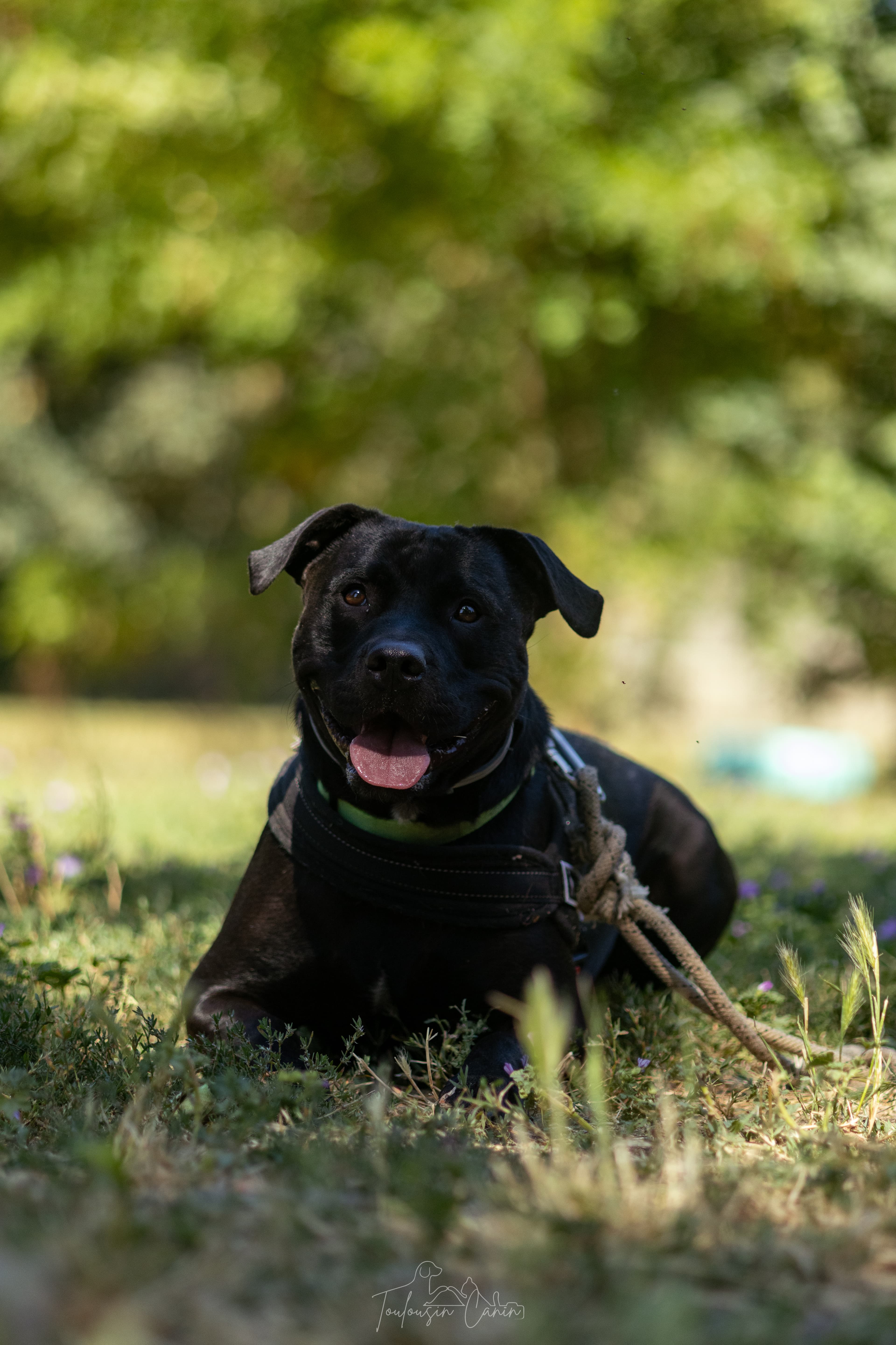 NALA thumbnail 4