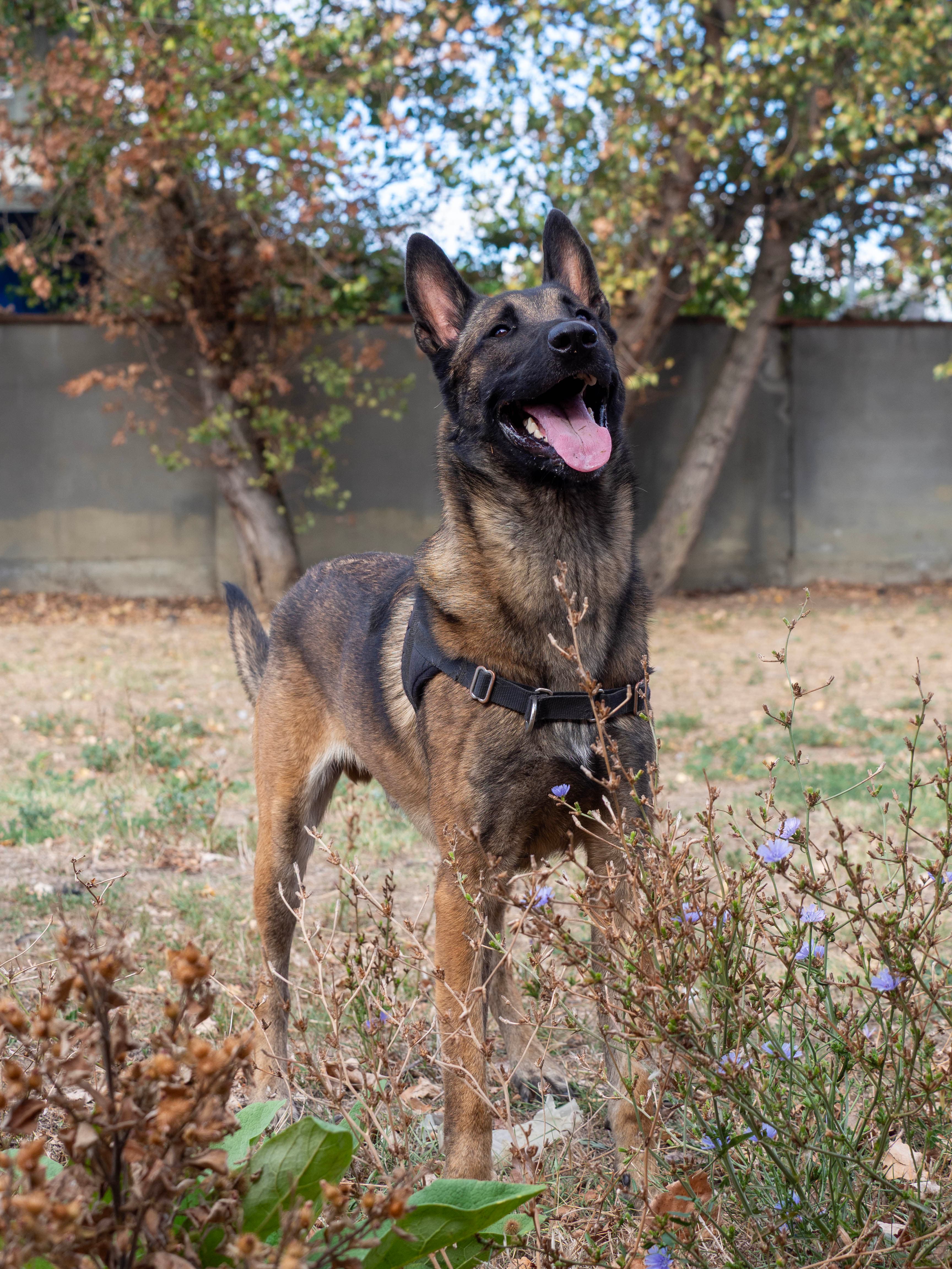 KOBA miniature 4