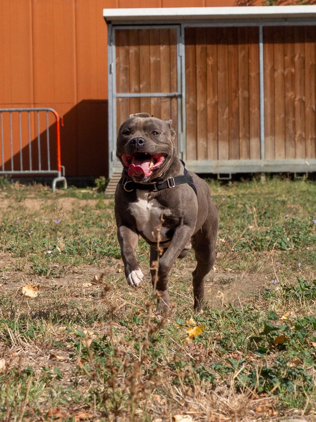 T'CALI miniature 3
