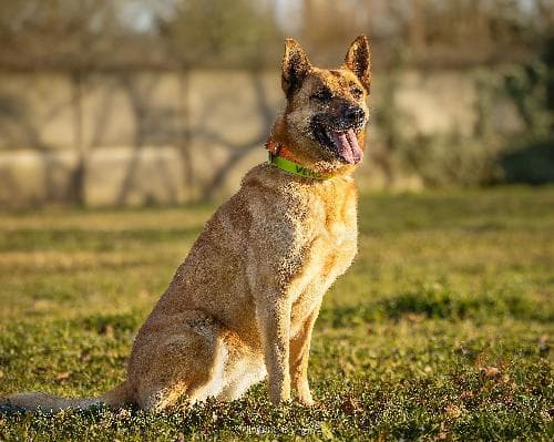 Photo principale de FARAH