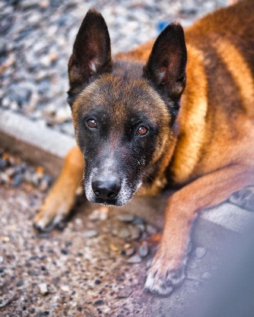 Photo principale de J'VOULK