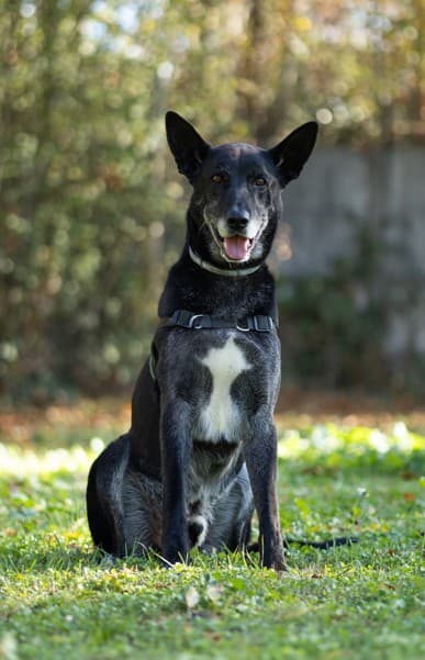 Photo principale de MANGO