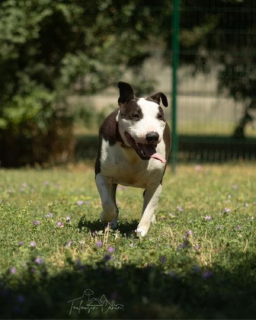 Photo principale de FERGUS / PAKO