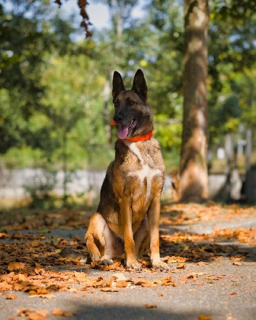 Photo principale de TRUMP