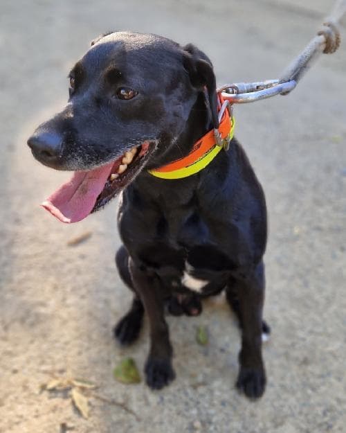 Photo principale de NEMO