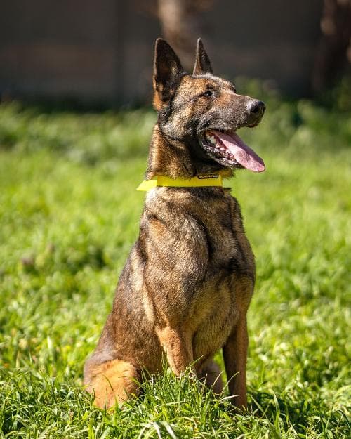 Photo principale de SKULL