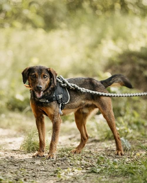 Photo principale de ROX