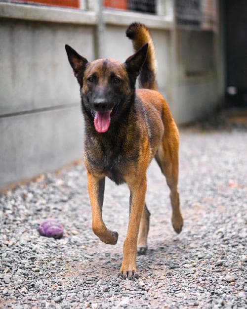 Photo principale de THORIN