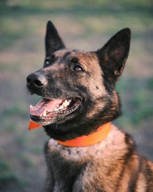 Main photo of THORIN