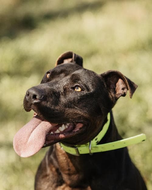 Photo principale de IRON