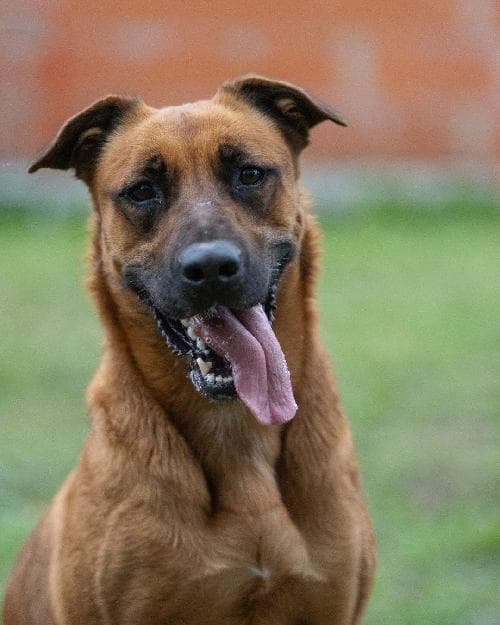 Photo principale de PEPITA