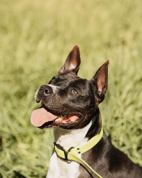 Photo principale de LUNA