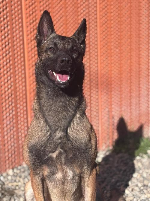 Photo principale de PATO / PACO