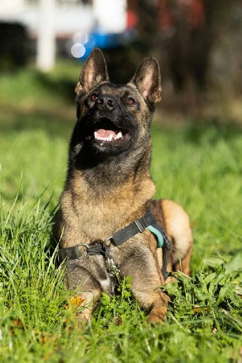 Main photo of PATO / PACO