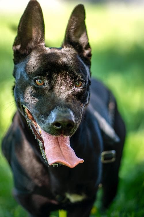 Photo principale de ZELDA