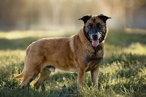 Photo principale de TAI