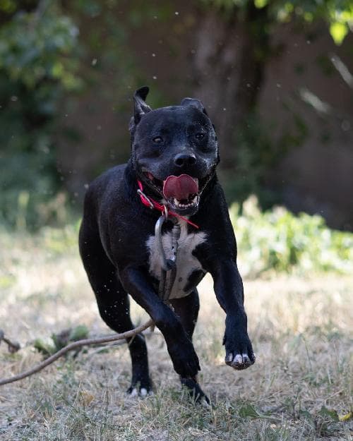 Photo principale de MANI / CLYDE