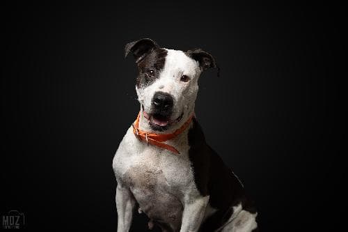 Main photo of MILKA