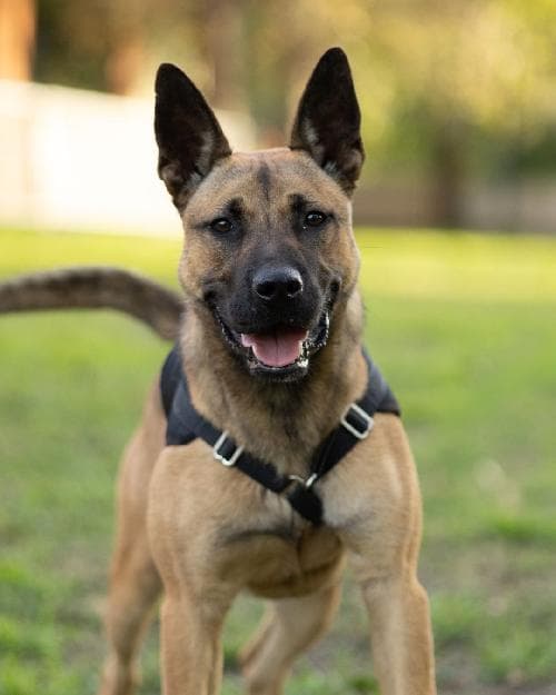 Photo principale de COSMO