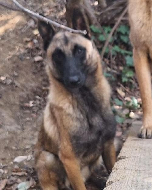 Photo principale de VEGAS