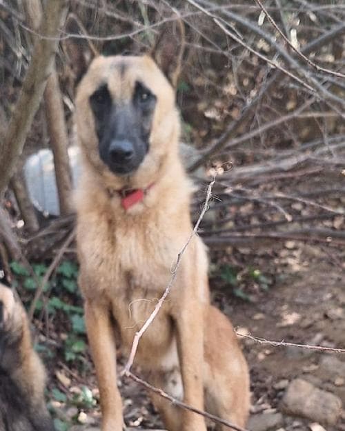 Photo principale de VIKING