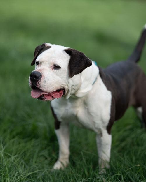 Photo principale de BANDOG BULLYLINE PANTHEON HERA