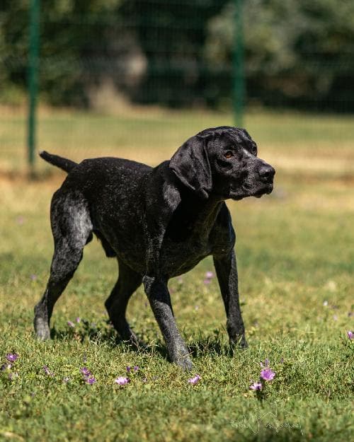 Photo principale de PANTHER