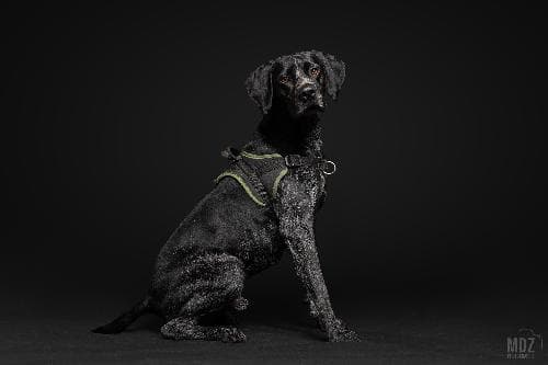 Main photo of PANTHER