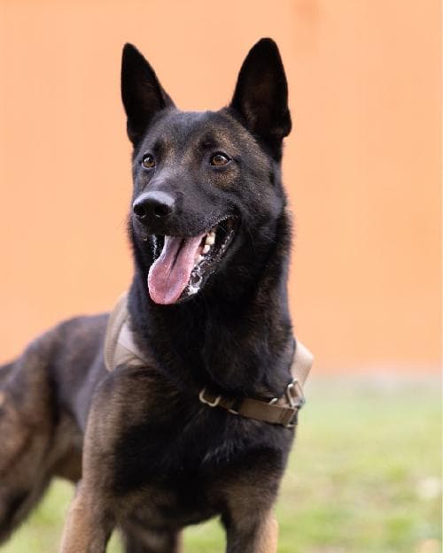 Photo principale de NITRO / PABLO