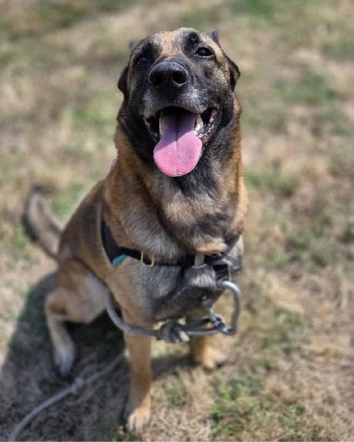 Photo principale de FENRIR / ARTHAS