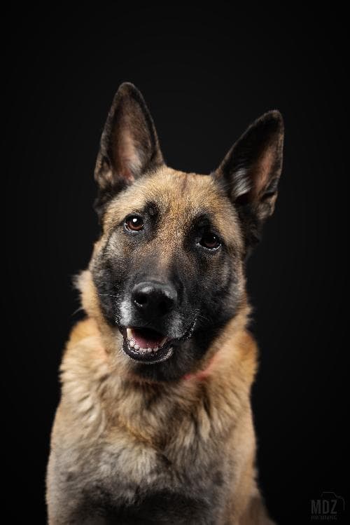 Main photo of FENRIR / ARTHAS