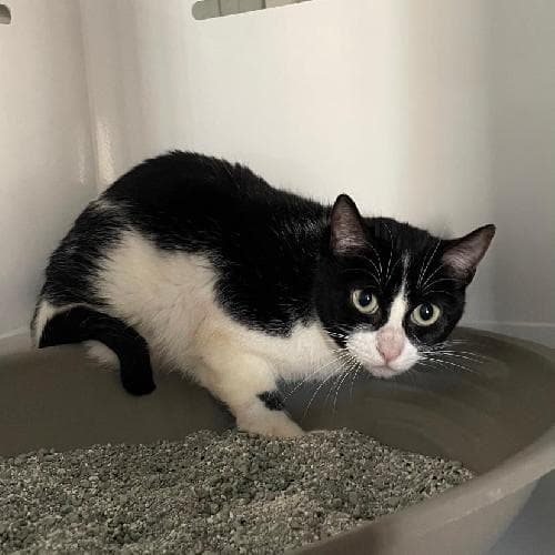 Photo principale de MEG