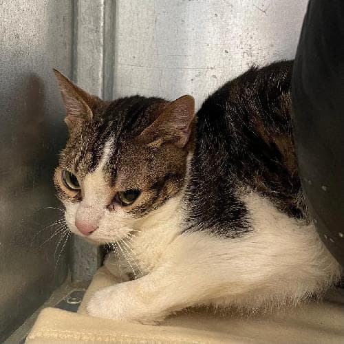 Photo principale de RAFIKI