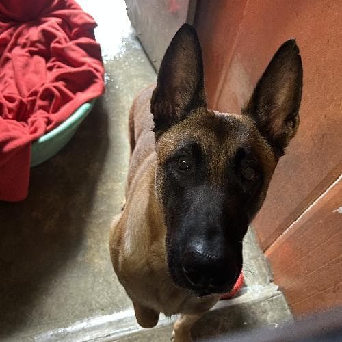 Photo principale de TAS