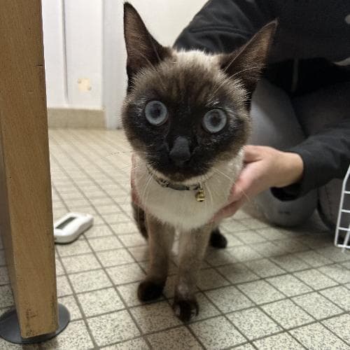 Photo principale de SAPHIR