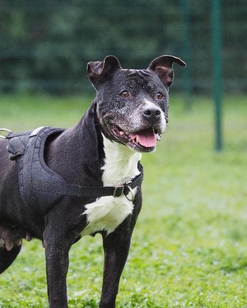 Main photo of KAYA / LAYA