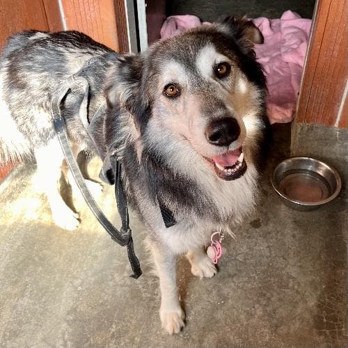 BBBG / BILLY BIG BOY