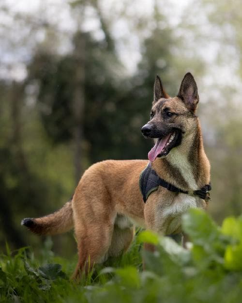 Main photo of TIGROU