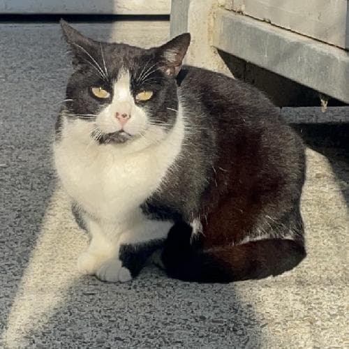 Main photo of NESSIM