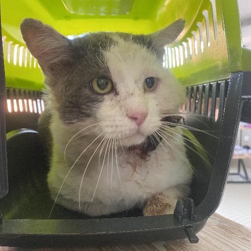 Main photo of BONSAI