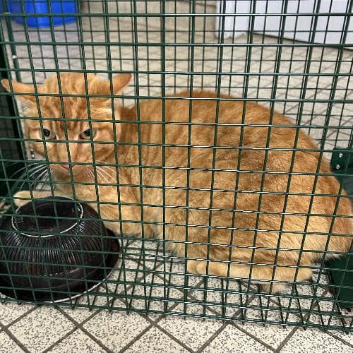 Main photo of CANNEL