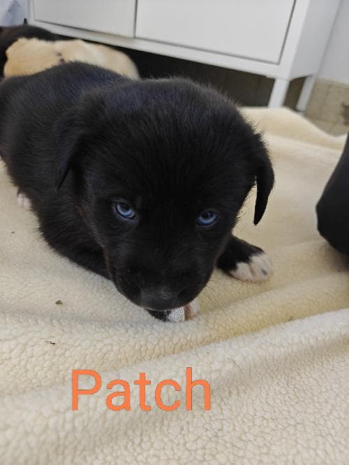 Main photo of PATCH
