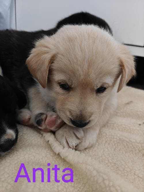 ANITA