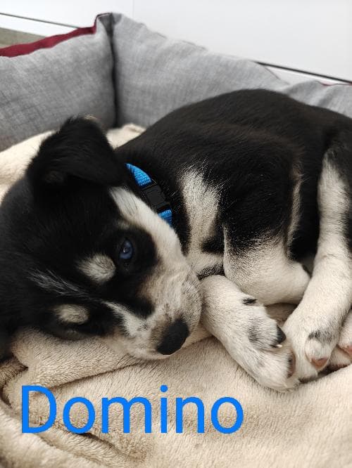 Main photo of DOMINO