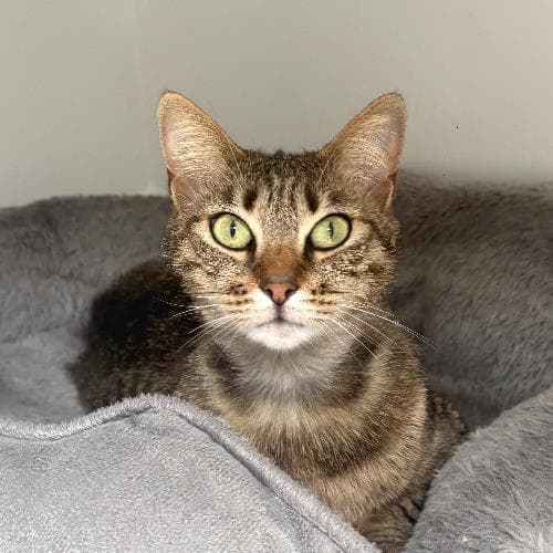 Photo principale de MALAYA