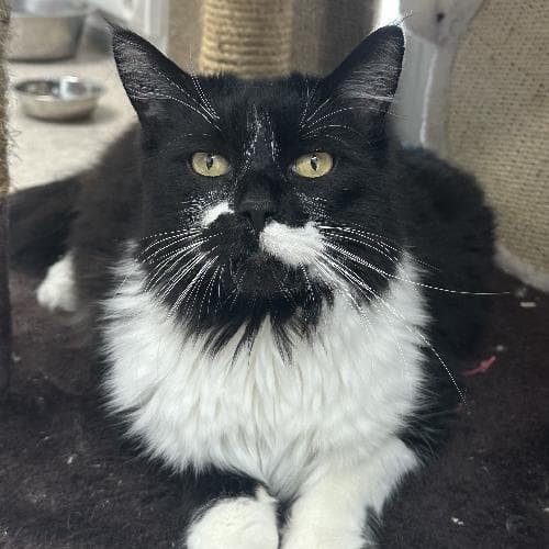 Photo principale de OREO