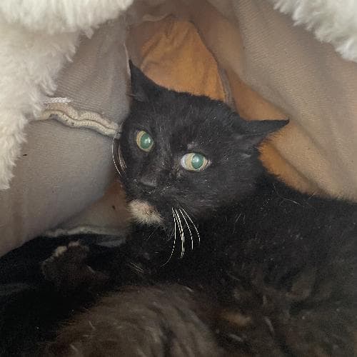 Main photo of CEDRIC