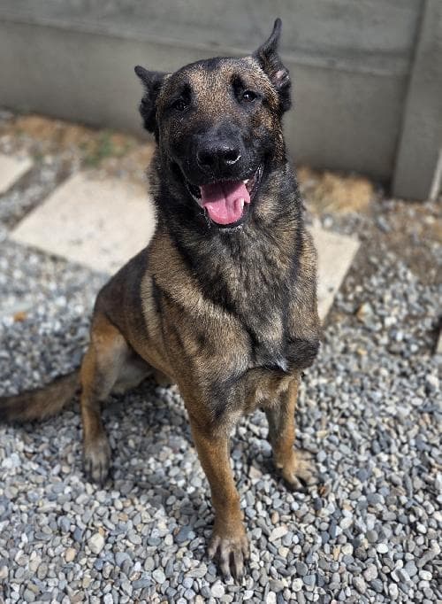 Main photo of KOBA