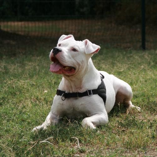 Photo principale de NORLO / TYSON