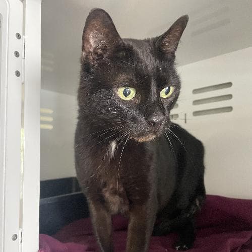 SALEM